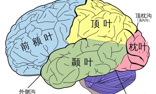 营养餐一天食谱设计及营养分析-【营养餐单健康食谱】营养餐表格 - 营养餐单怎么规划网